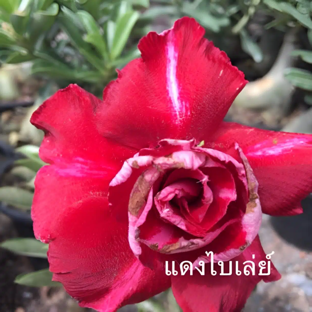 Adenium (Desert Rose) 'Bai Lay' online store
