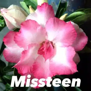 Adenium (Desert Rose) 'Missteen' online store