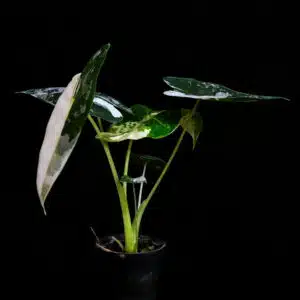 Buy Alocasia frydek variegata online