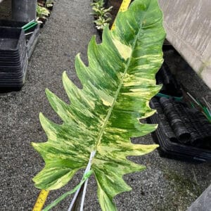Philodendron 'Caramel Marble' one rooted leaf