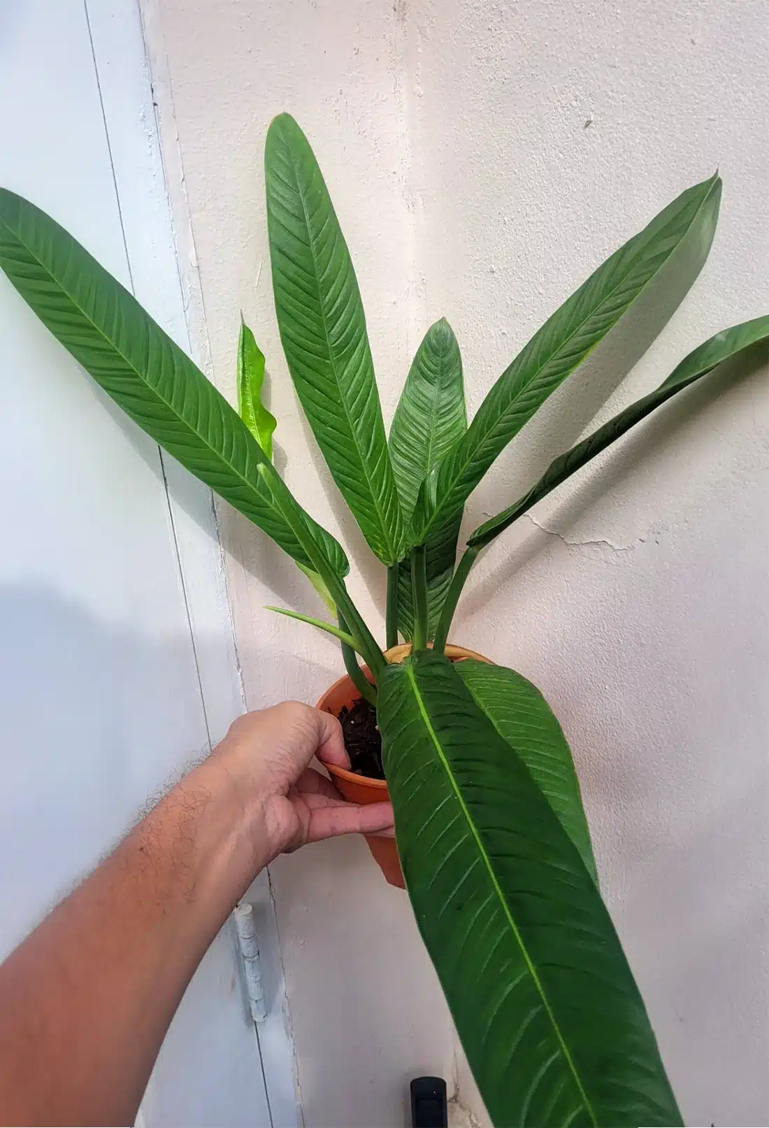 Buy Philodendron campii online