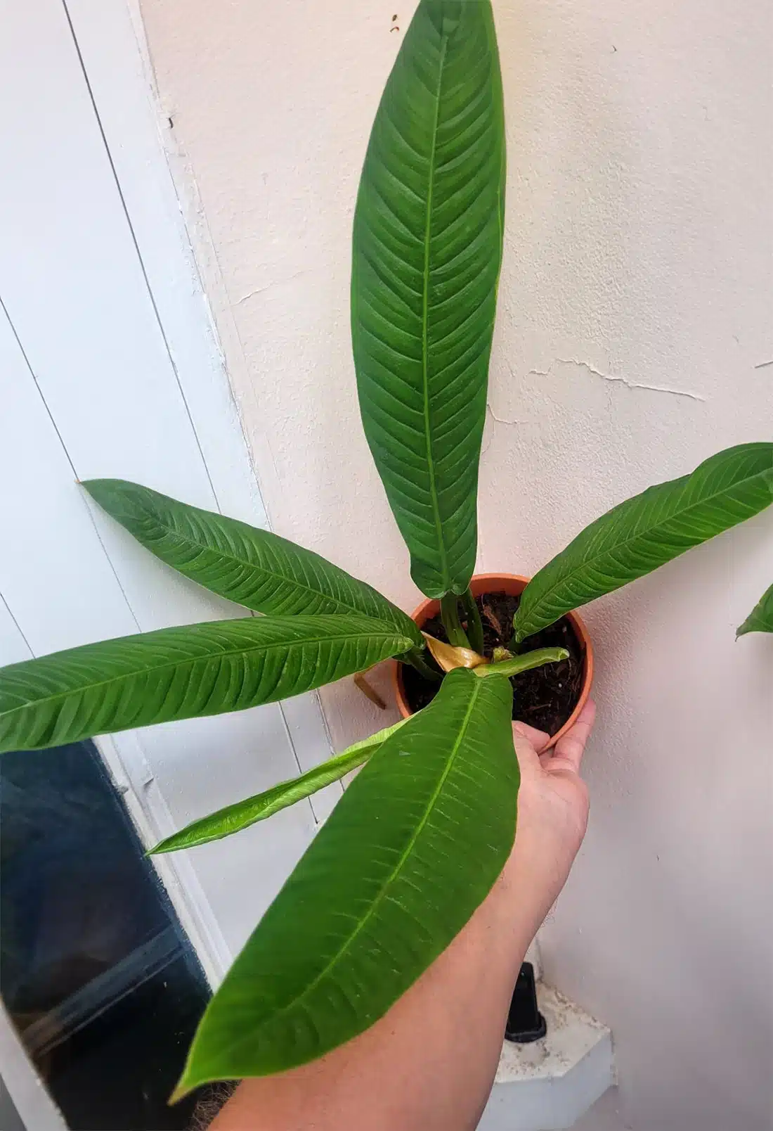 Philodendron campii for sale
