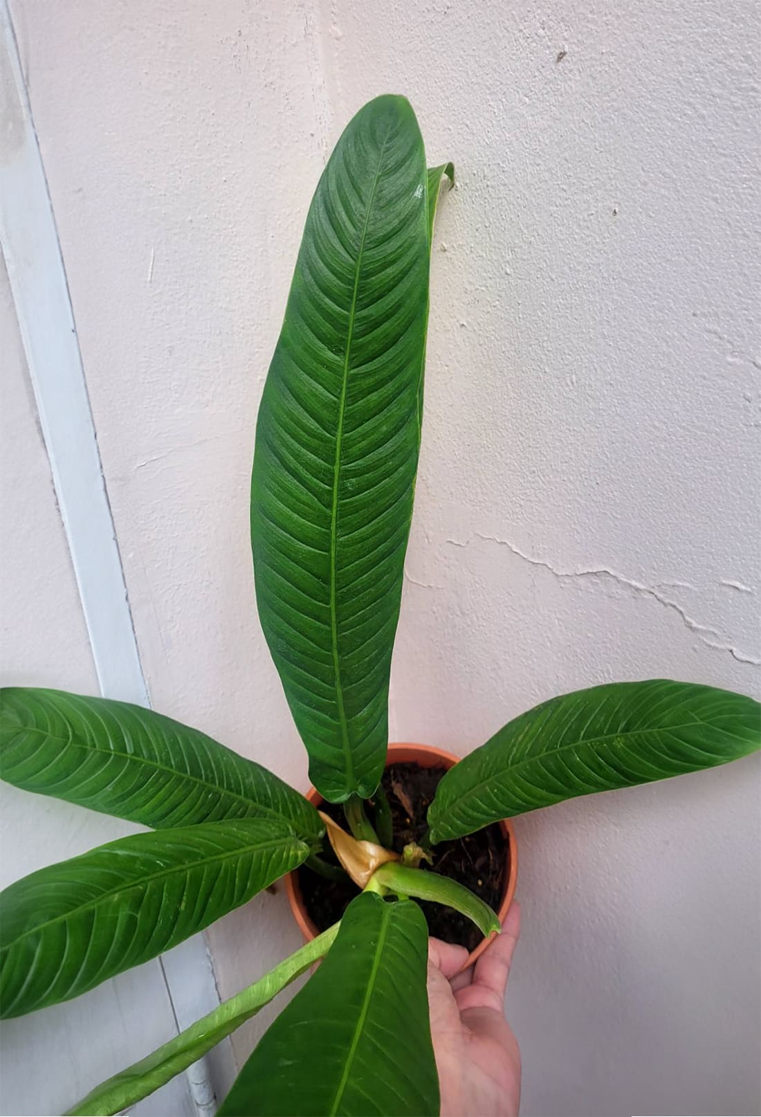 Philodendron campii online store