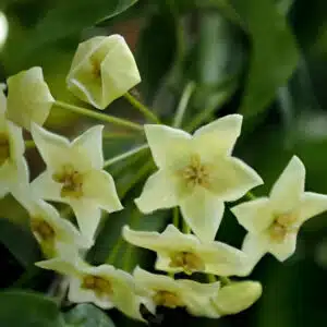 Hoya chlorantha var. tutullensis buy online