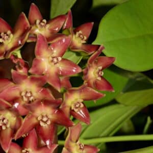Hoya obtusifolioides 'Dark Red' - large plant for sale