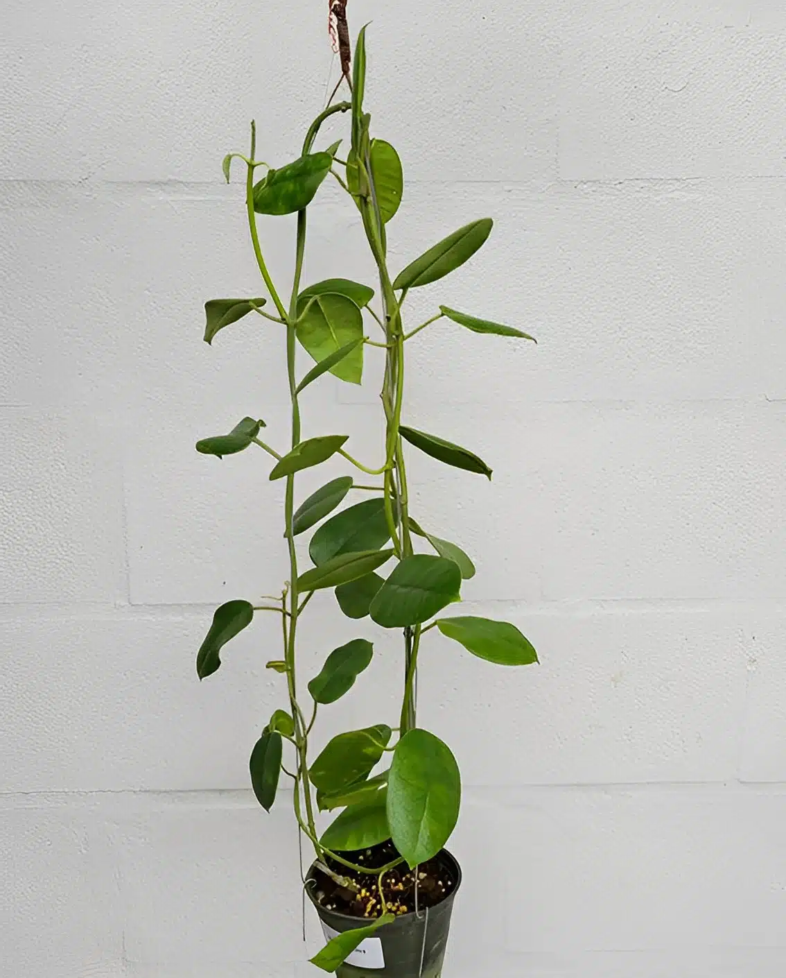 Hoya obtusifoloides - large plant for sale