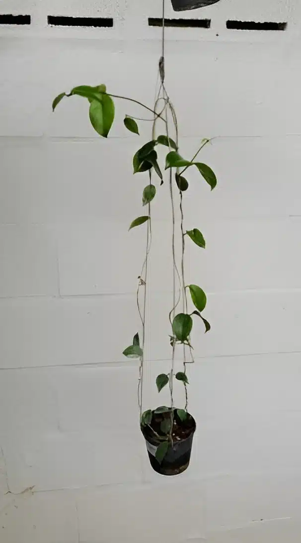 Hoya sp. Ovalau Island - large plant