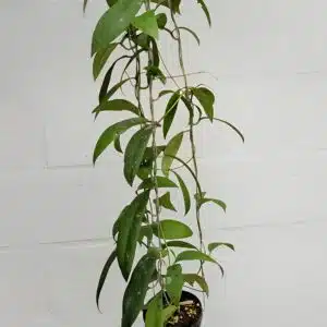 Hoya padangensis - large plant for sale