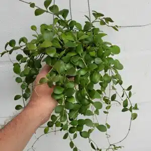Hoya panchoi (bilobata) - large plant for sale