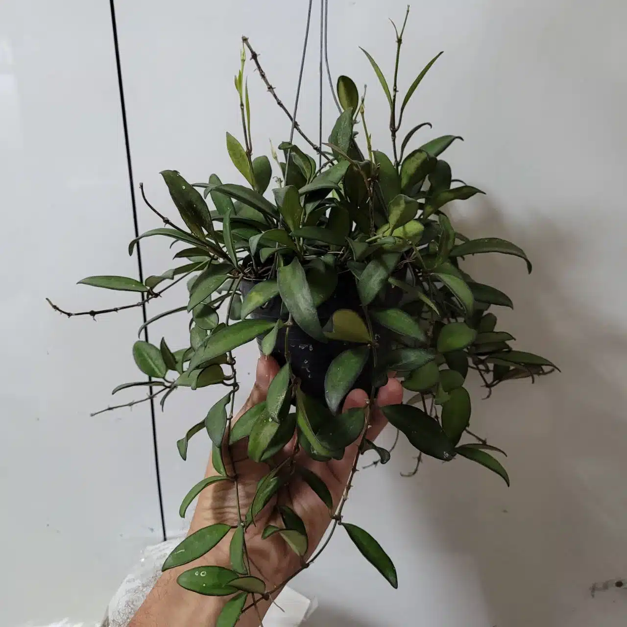 Hoya 'Rosita' large plant for sale
