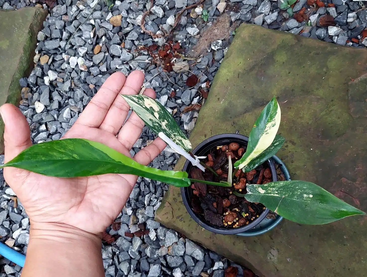 Buy variegated Philodendron joepii online