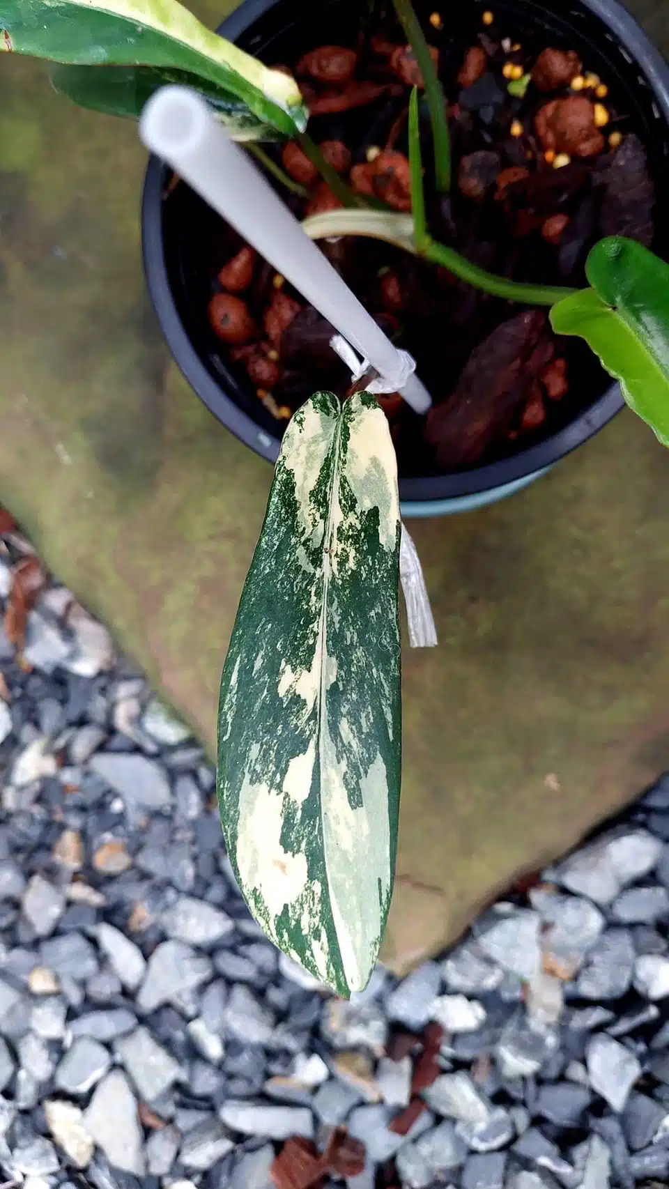 Variegated Philodendron joepii in online store