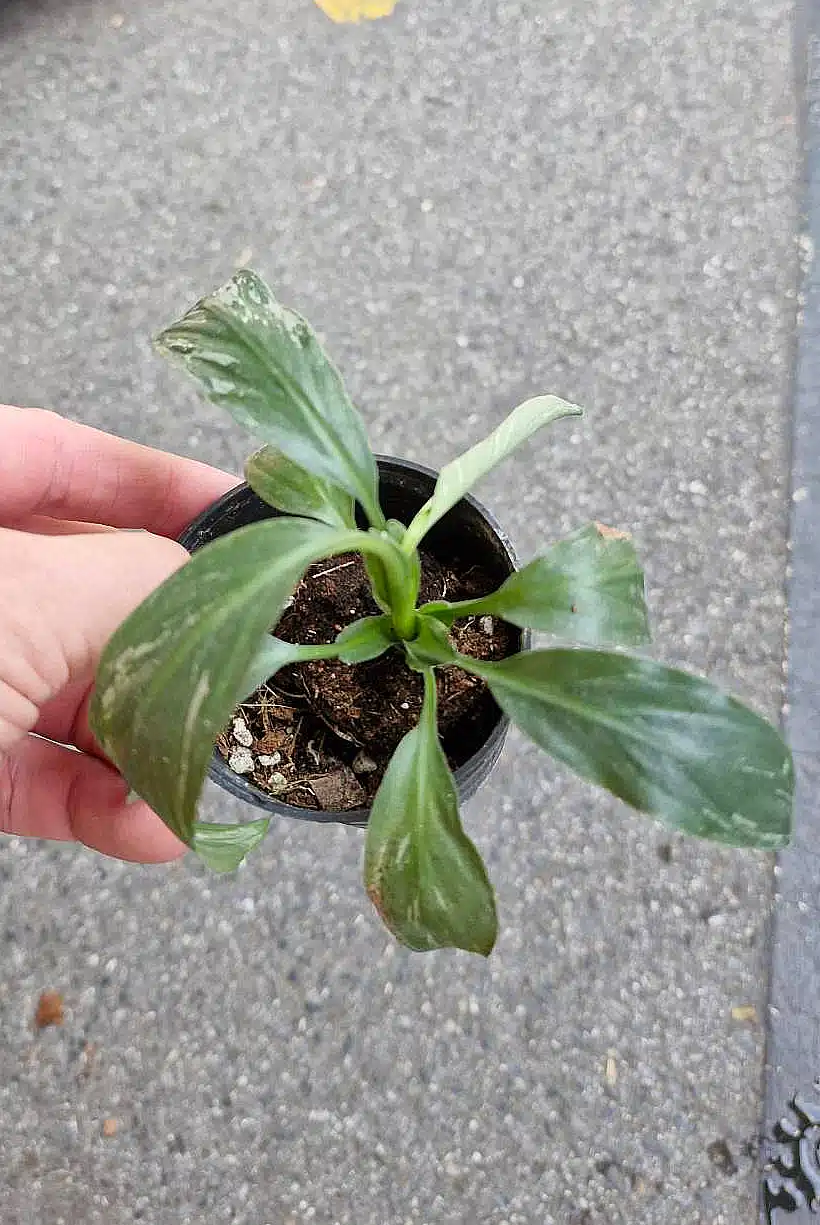 Variegated Spathiphyllum 'Sensation' for sale
