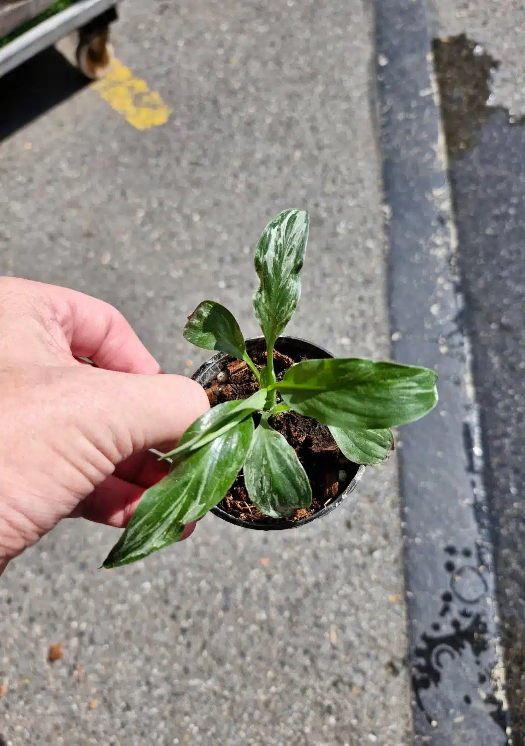 Variegated Spathiphyllum 'Sensation' young plant from TC (Tissue Culture)