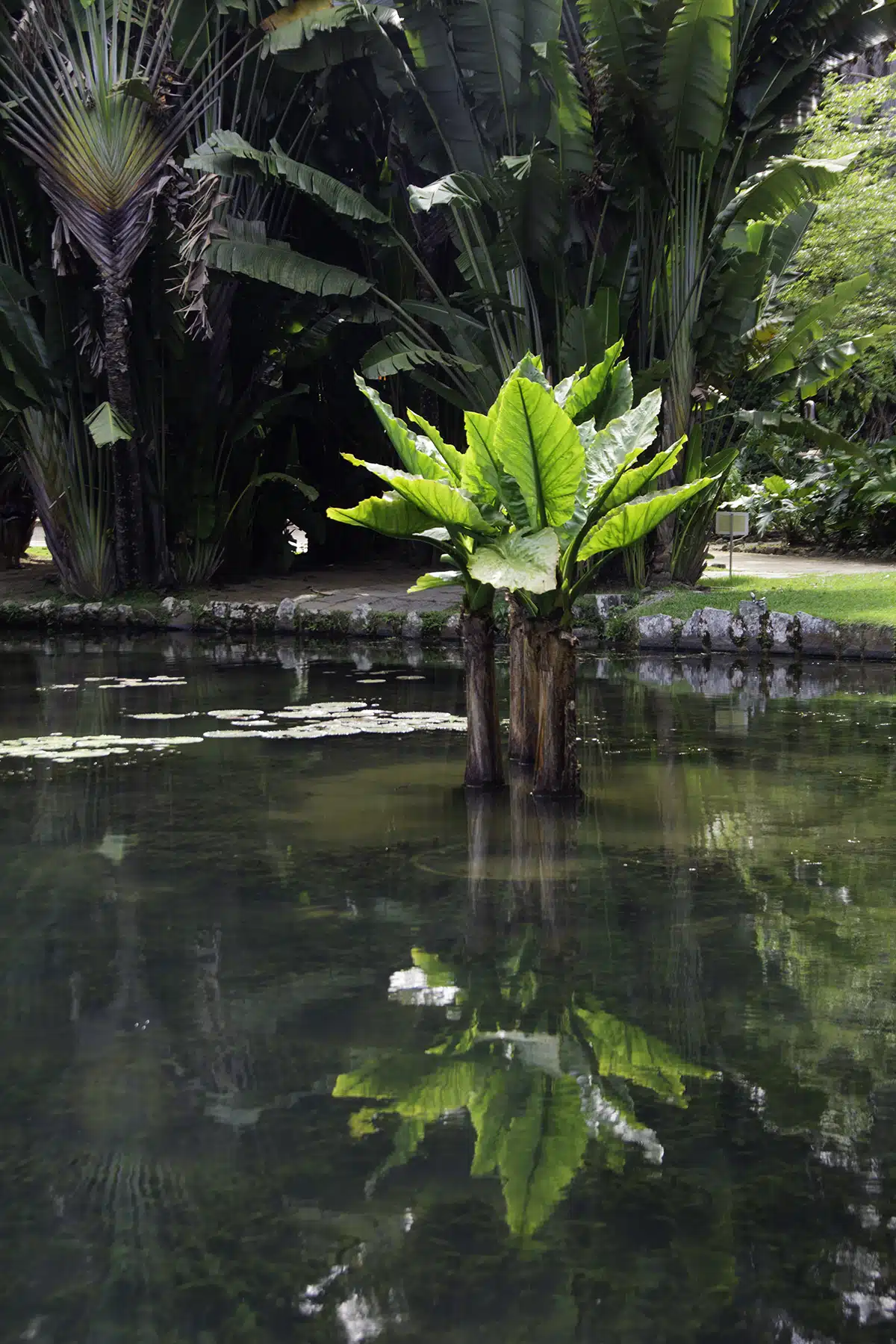 Typhonodorum lindleyanum (Giant Arum, Water Banana) in a pond