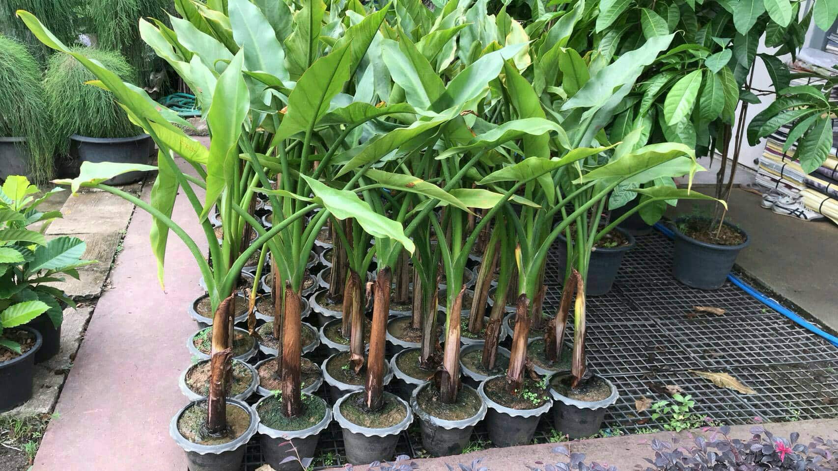 Selling Typhonodorum lindleyanum