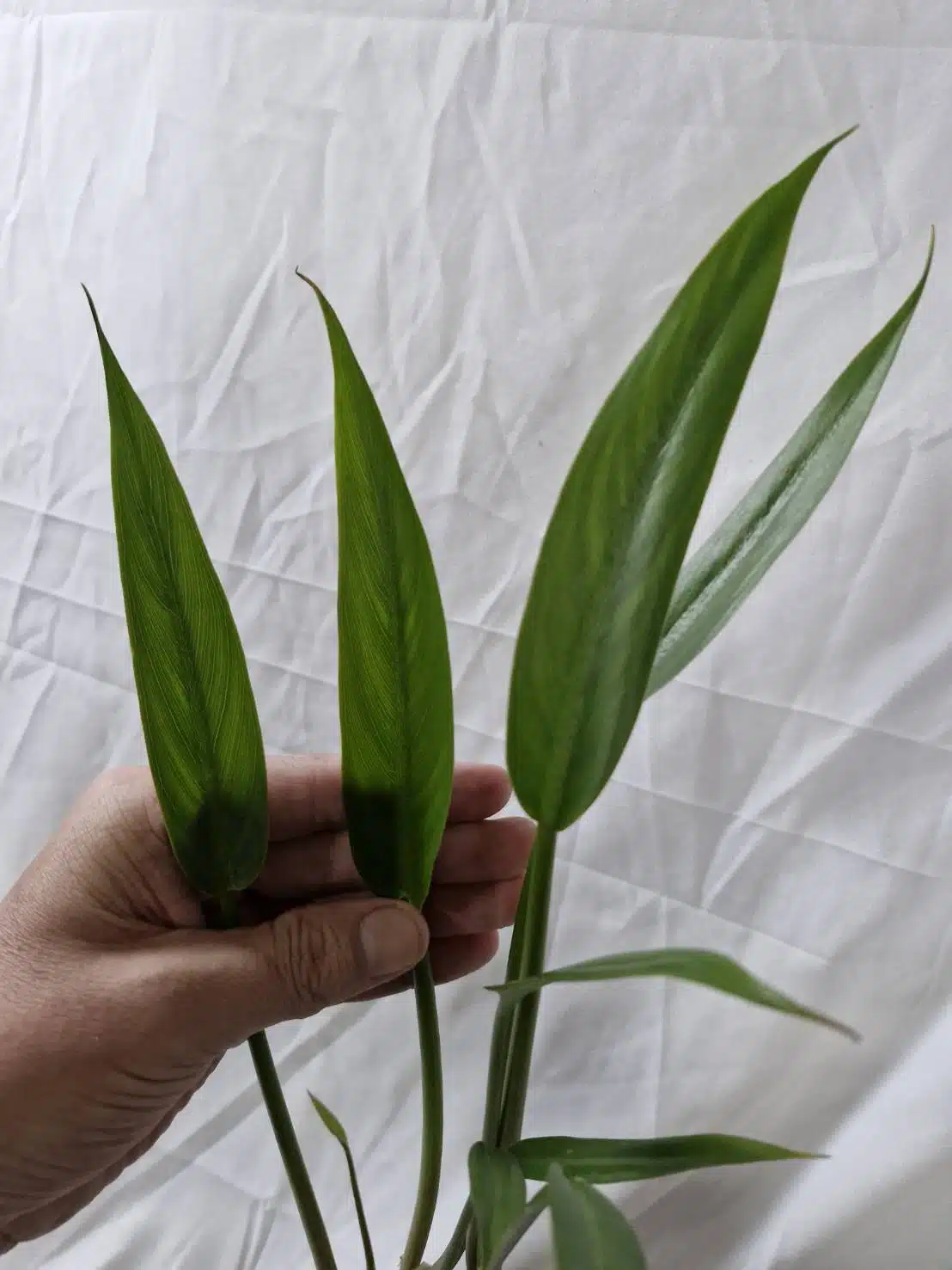 Typhonodorum lindleyanum young plants for sale