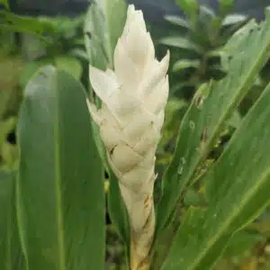 Buy Alpinia purpurata Alba, white ginger online