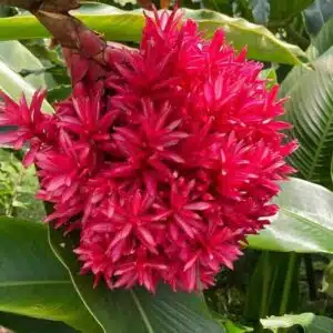 Buy rare Alpinia purpurata 'Tahitian Ginger' online