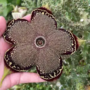 Flowering Edithcolea grandis