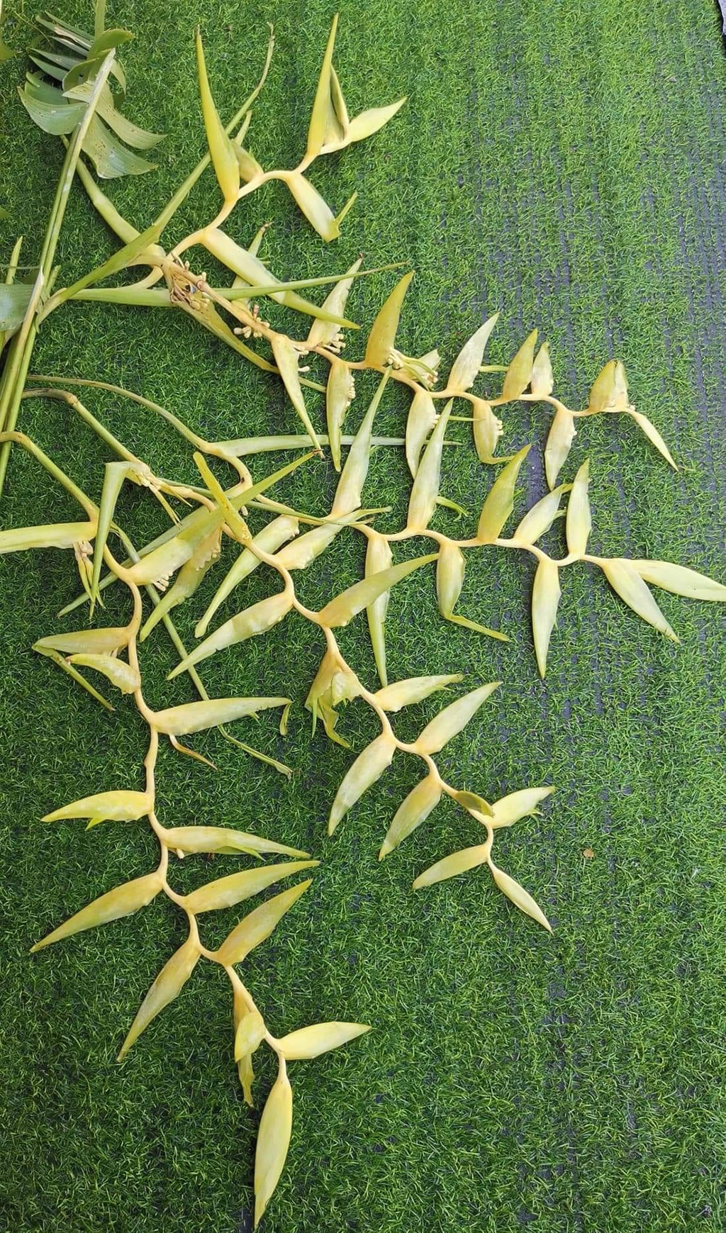 Heliconia chartacea ‘Meeana Yellow' inflos