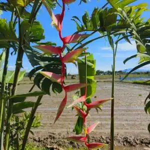 Buy Heliconia chartacea ‘Morning Mist' online