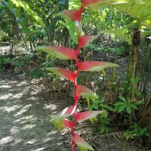 Heliconia chartacea ‘Morning Mist' for sale
