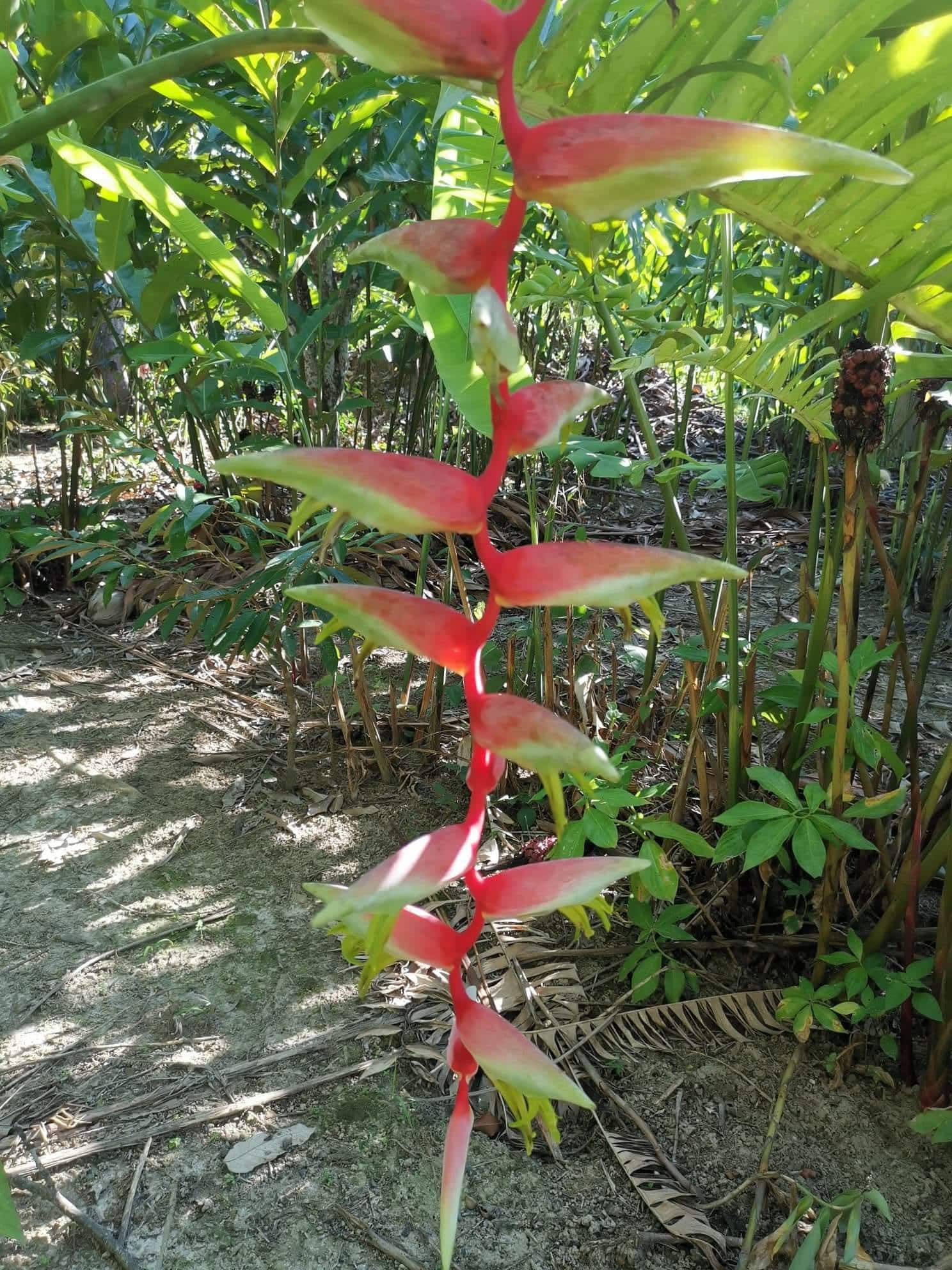 Heliconia chartacea ‘Morning Mist' for sale