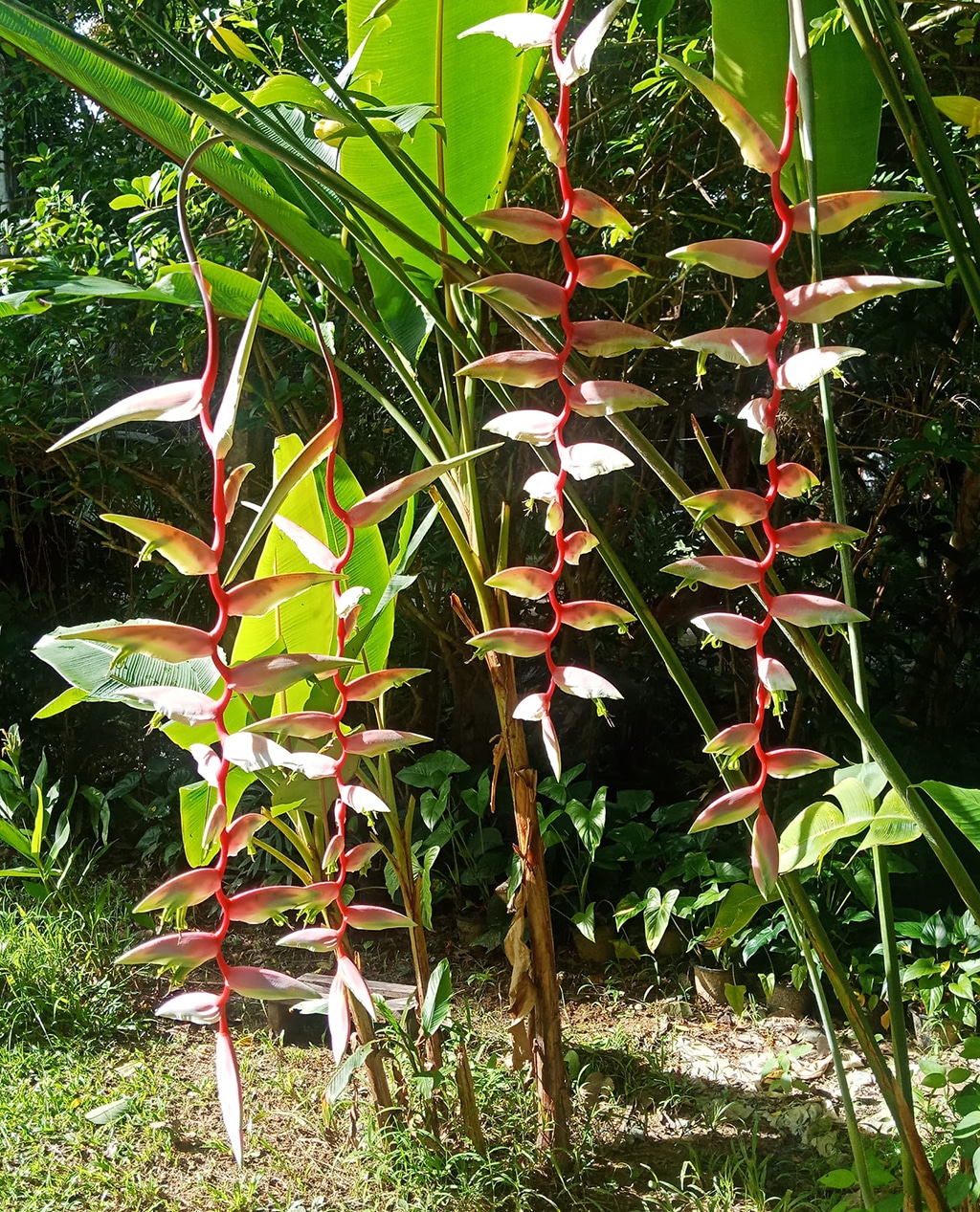 Buy Heliconia chartacea ‘Sexy Cat' online
