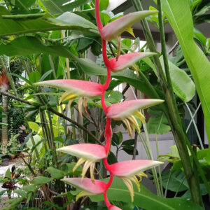 Heliconia chartacea ‘Sexy Cat' for sale