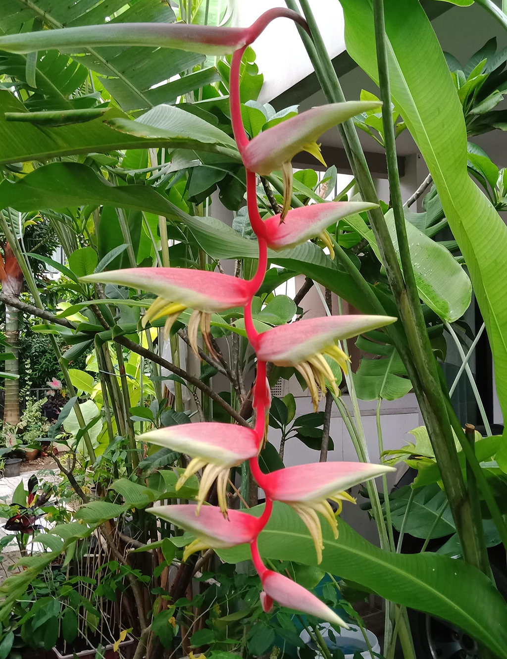 Heliconia chartacea ‘Sexy Cat' for sale