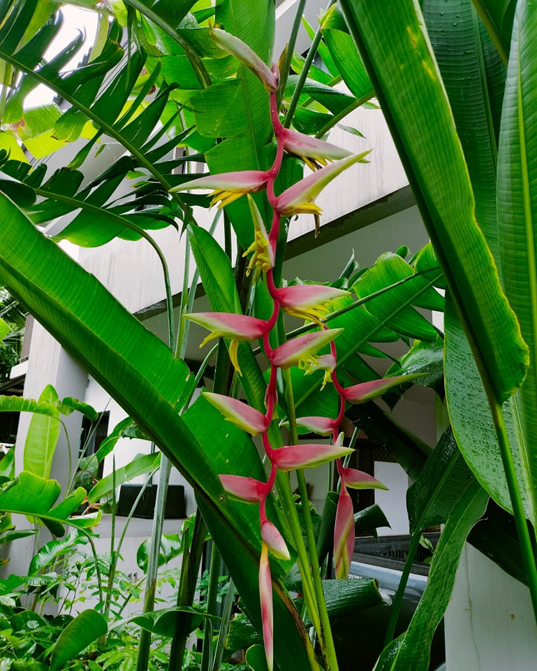 Heliconia chartacea ‘Sexy Cat' online store