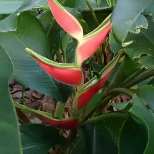 Heliconia orthotricha 'Imperial' for sale