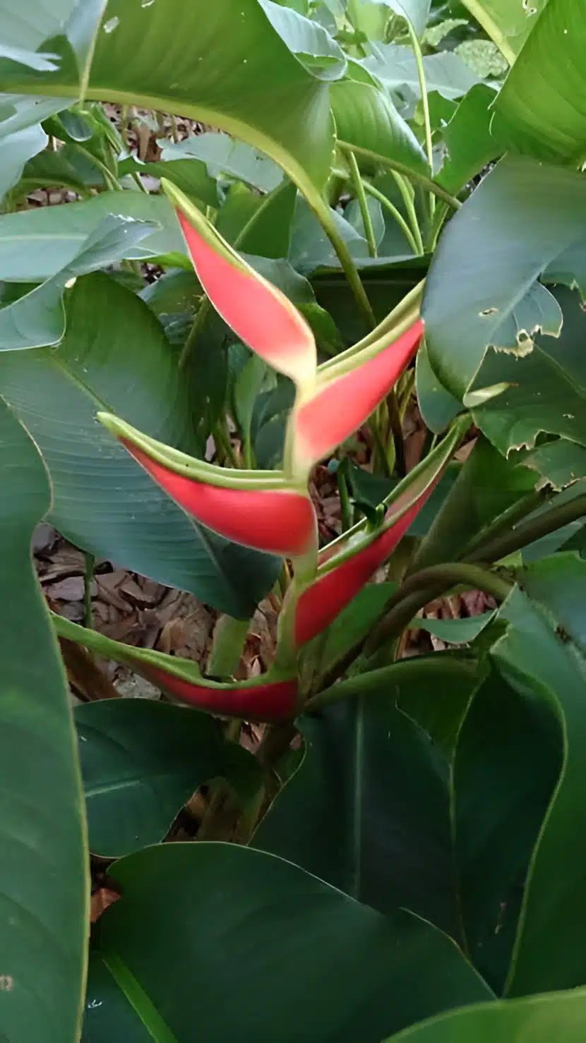 Heliconia orthotricha 'Imperial' for sale