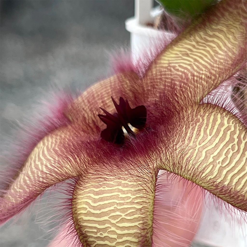 Huernia hirsuta flower close up