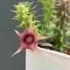 Huernia korat 'Star 13' for sale