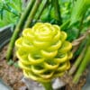 Buy Zingiber spectabile Golden (beehive ginger) online