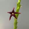 Caralluma stalagmifera for sale