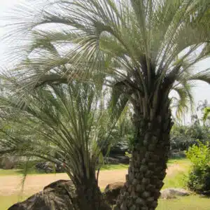 Butia capitata (Jelly Palm) seeds for sale