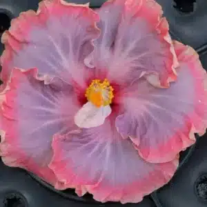 Buy Tropical Hibiscus Taiwan Light of Rainbow in online store