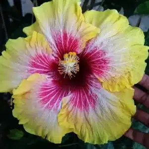 Buuy Tropical Hibiscus 'Tahitian Queen' in Online Store