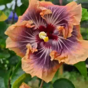 Buy Hibiscus 'Moorea Silver Sun' in Online Store