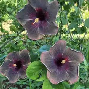 Buy Tropicxal Hibiscus 'Taiwan Magic Star' online