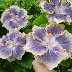 Buy Tropical Hibiscus 'Taiwan Streamlet' online