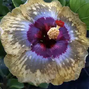 Buy Tropical Hibiscus 'Shiva' online