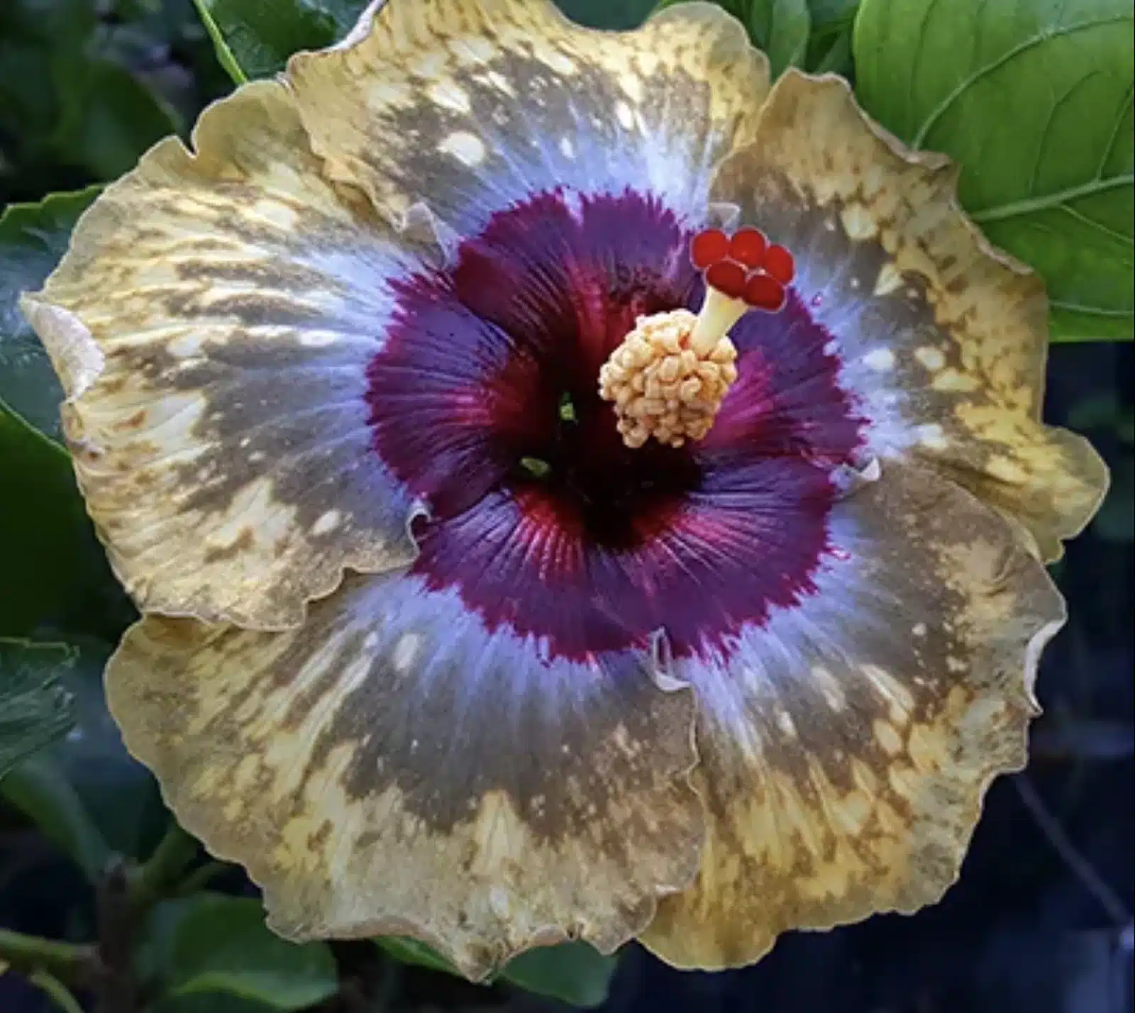 Buy Tropical Hibiscus 'Shiva' online