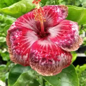 Buy Tropical Hibiscus 'Taiwan Blood Diamond' online