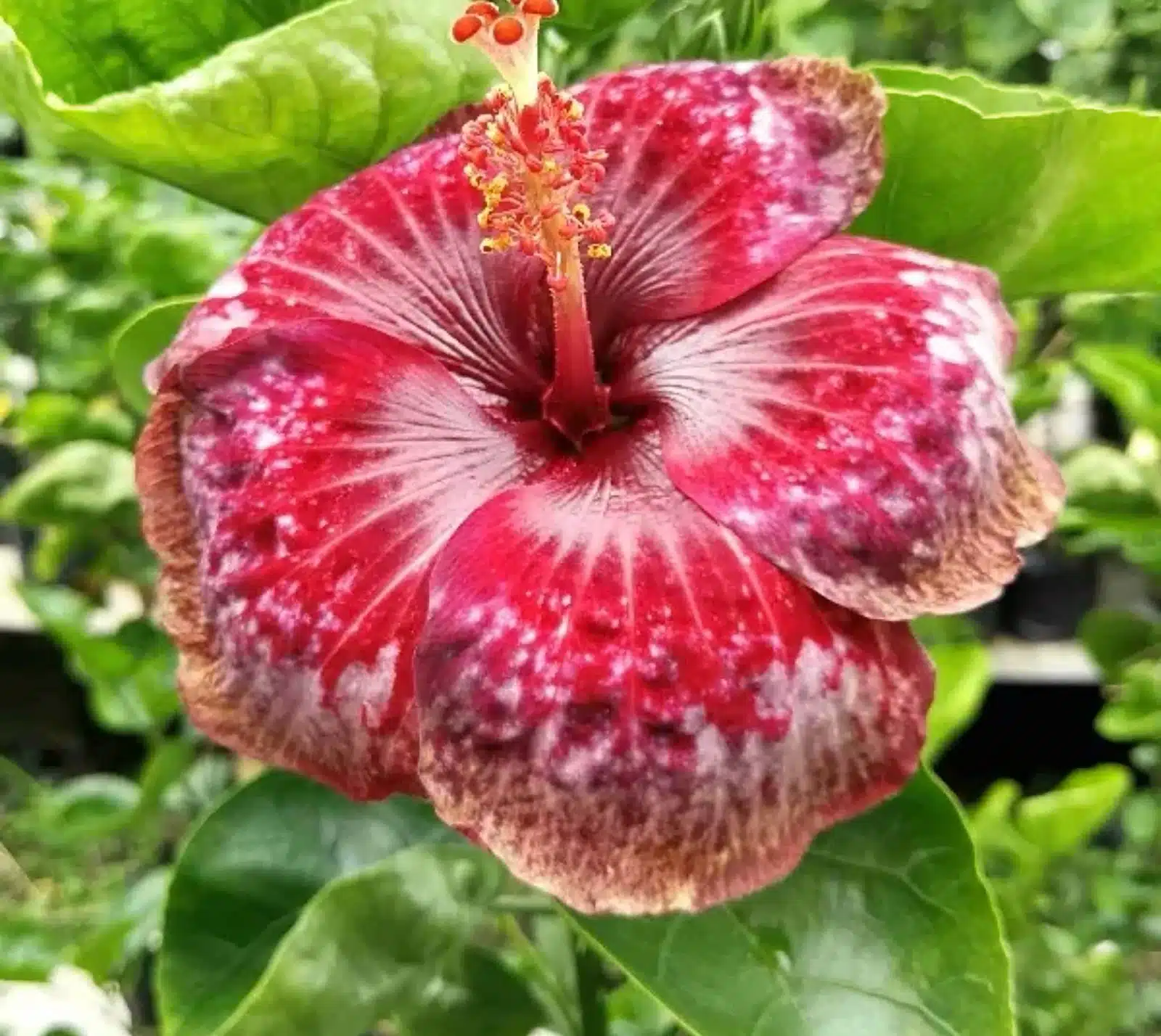 Buy Tropical Hibiscus 'Taiwan Blood Diamond' online