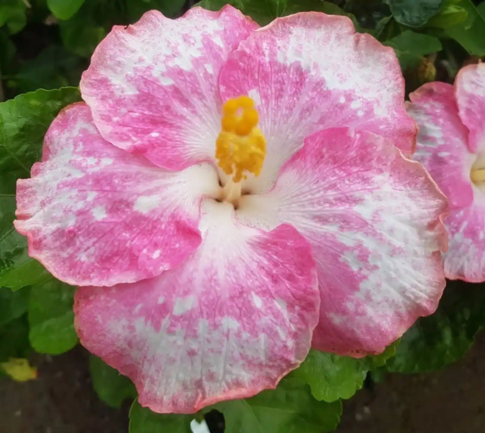Buy Tropical Hibiscus 'Erica Nichole' online