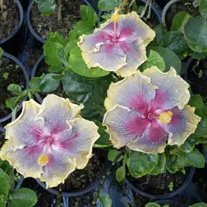Buy Tropical Hibiscus 'Taiwan Rainbow Waltz' online